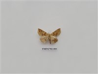 藏品(尺蛾247)的圖片